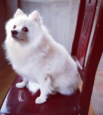 博美犬的大小便训练
