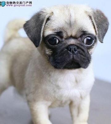 巴哥幼犬拉稀了还不吃东西