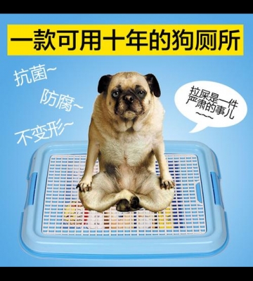 怎么训练幼犬去卫生间