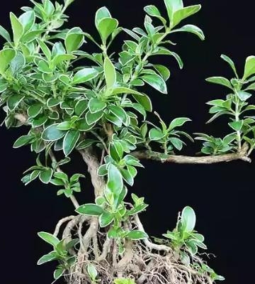 六月雪栽培方法