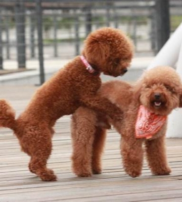 养泰迪犬要准备哪些东西