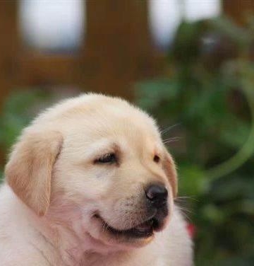 幼犬拉布拉怎样训练