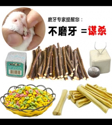 豚鼠一直在磨牙不吃东西怎么办