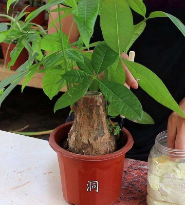 绿植的养殖方法