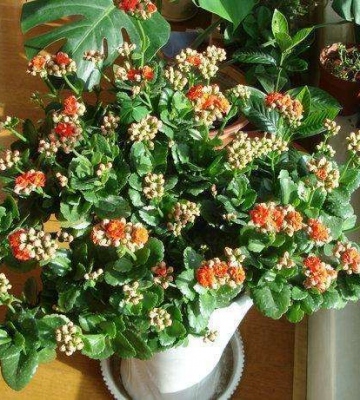 夏季养鲜花注意事项