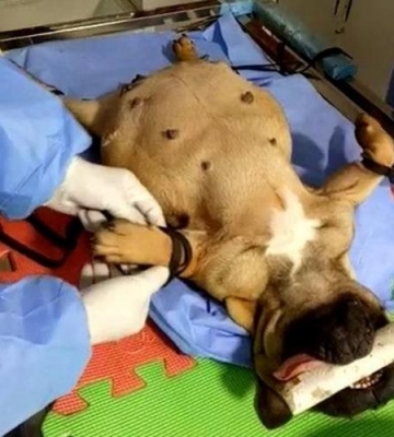 狗狗剖腹产要注意什么东西不能吃什
