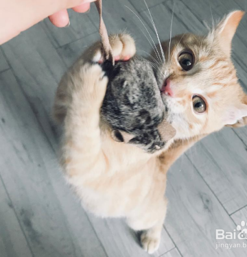 一个月大的猫怎么训练