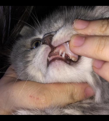 小猫有牙不吃东西怎么办