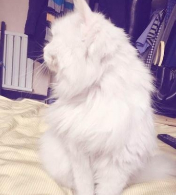 狮子猫到新家不吃东西