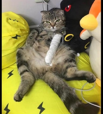 猫咪后腿骨折不吃东西