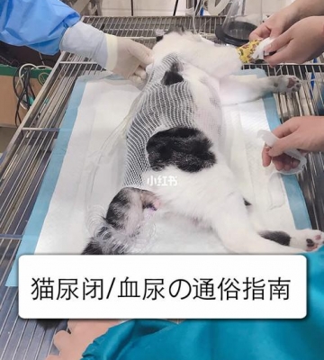 猫膀胱炎不吃东西