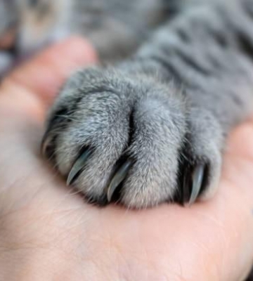 猫爪子肿 不吃东西 消瘦 没精神