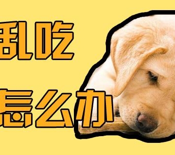 两个月的狗乱吃东西怎么办啊