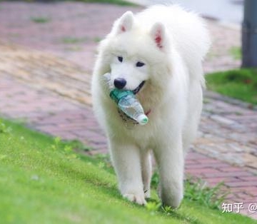 如何训练萨摩耶拿东西