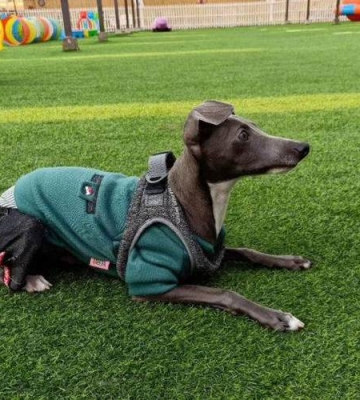 南通训练犬基地