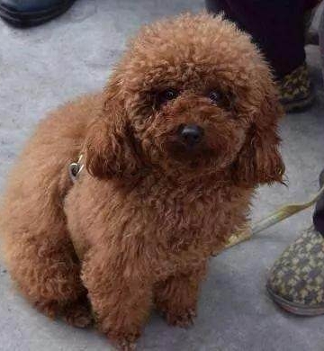 两个月的泰迪为什么喜欢咬东西怎么