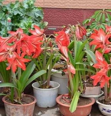 花卉按栽培方式