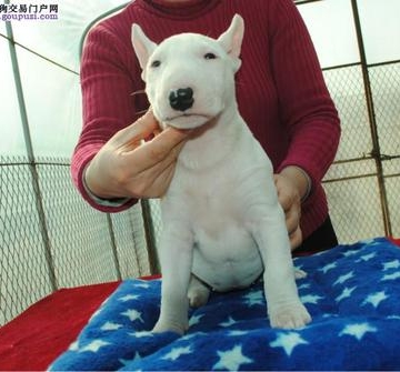 如何训练牛头梗不乱咬东西