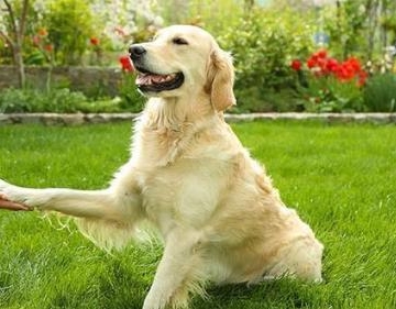 训练狗狗坐下不动视频