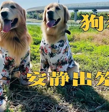 训练安静 狗