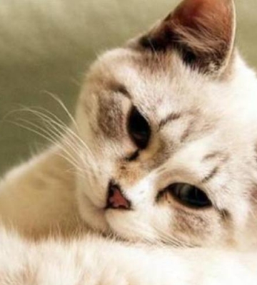 小猫应激不吃东西