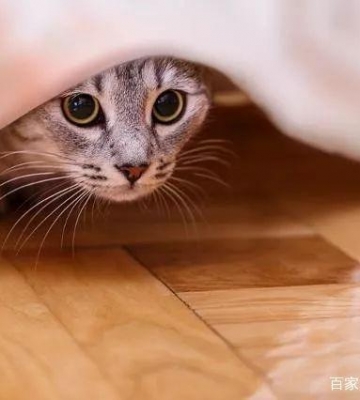 猫到陌生环境不吃东西