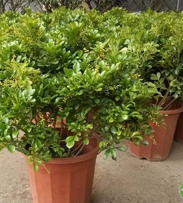 花卉米兰的养殖方法