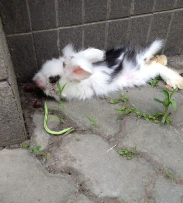 兔子不吃东西怎么解决