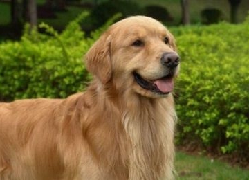成年金毛犬怎样训练