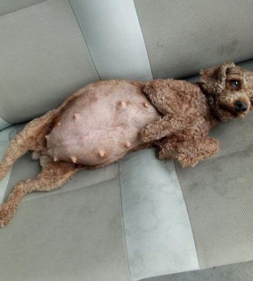泰迪狗狗怀孕注意什么东西