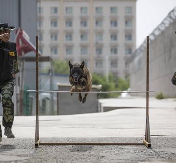 训练警犬时注意什么
