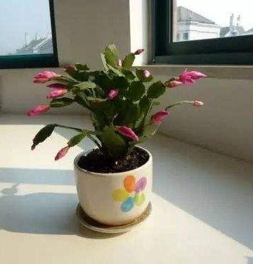夏季养花注意事项图片