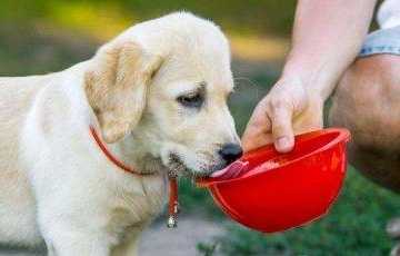 幼犬吃了东西吐了怎么办
