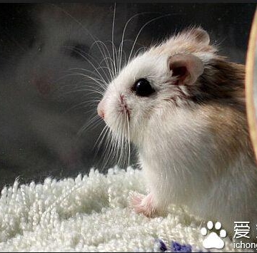 仓鼠吃了不能吃的东西怎么办
