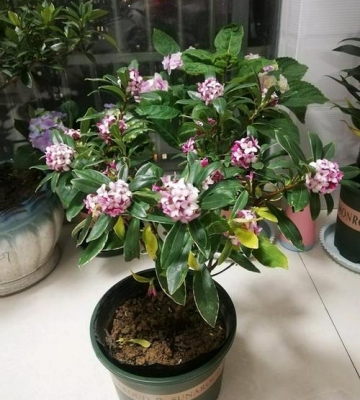 适合冬季栽培的花卉