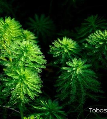 狐尾藻可以栽培技术