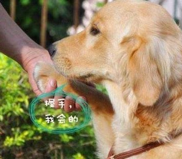 怎么训练金毛嘴咬篮子