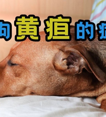狗狗黄疸吃什么东西