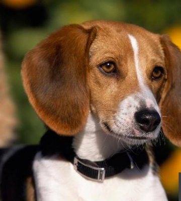 训练犬嗅觉追踪视频
