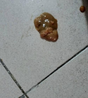 小猫拉稀不吃东西死了