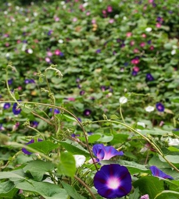 牵牛花栽培