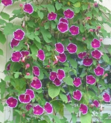 牵牛花栽培时间
