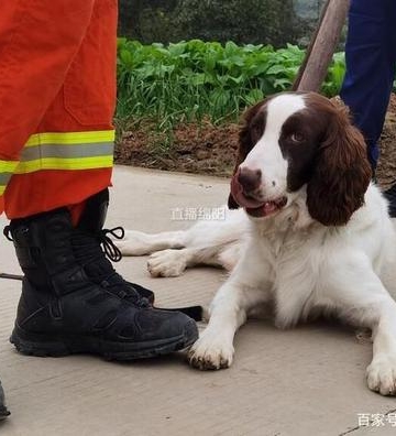 犬前进科目怎么训练