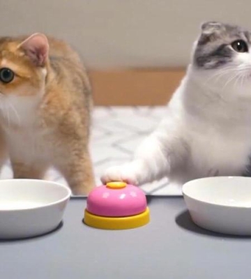 猫摇铃铛吃东西