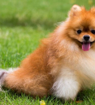 博美犬怎样训练