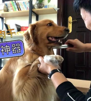 主人训练金毛
