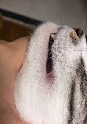 猫咪嘴角痒蹭东西怎么办