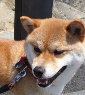 怎么训练秋田不咬