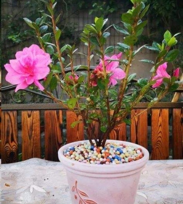杜鹃花的养殖方法