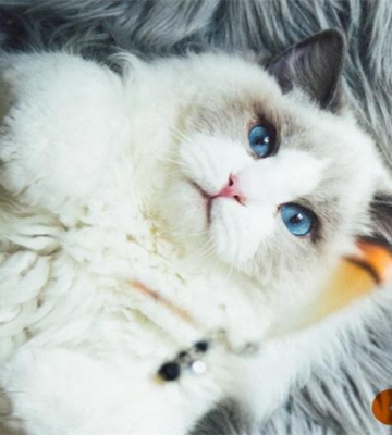 布偶猫应该如何训练
